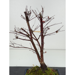 Acer palmatum deshojo I-8318 vista 2