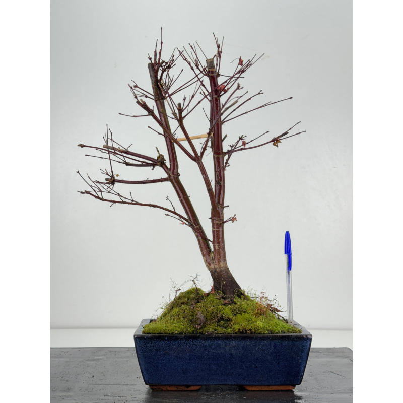 Acer palmatum deshojo I-8318