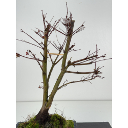 Acer palmatum deshojo I-8318 vista 3