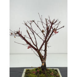 Acer palmatum deshojo I-8319 vista 2