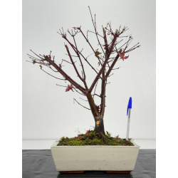 Acer palmatum deshojo I-8319