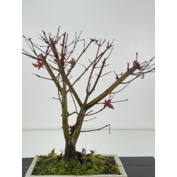 Acer palmatum deshojo I-8319 vista 3