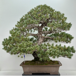 Pinus parviflora pentaphylla I-8320 vista 2