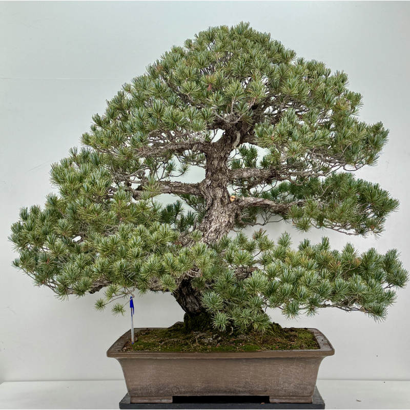 Pinus parviflora pentaphylla I-8320 vista 2