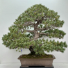Pinus parviflora pentaphylla I-8320 vista 2