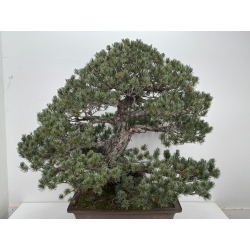 Pinus parviflora pentaphylla I-8320 vista 4