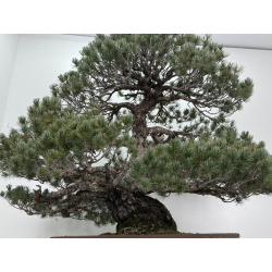 Pinus parviflora pentaphylla I-8320 vista 5