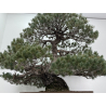 Pinus parviflora pentaphylla I-8320 vista 5