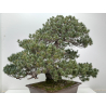 Pinus parviflora pentaphylla bonsái I-8320 | Laos Garden