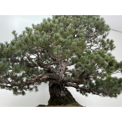 Pinus parviflora pentaphylla I-8320 vista 6