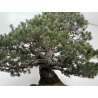 Pinus parviflora pentaphylla I-8320 vista 6