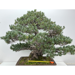 Pinus parviflora pentaphylla I-8320 vista 7