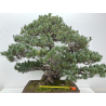 Pinus parviflora pentaphylla I-8320 vista 7