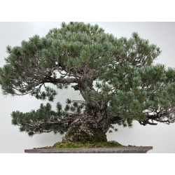 Pinus parviflora pentaphylla I-8320 vista 8