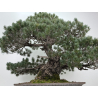 Pinus parviflora pentaphylla I-8320 vista 8