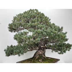 Pinus parviflora pentaphylla I-8320 vista 9