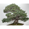 Pinus parviflora pentaphylla I-8320 vista 9