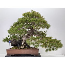 Pinus parviflora pentaphylla I-8321