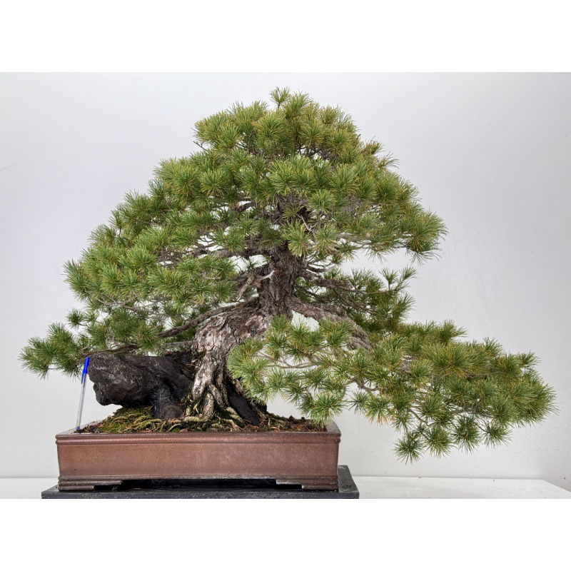 Pinus parviflora pentaphylla I-8321