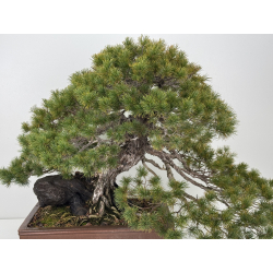 Pinus parviflora pentaphylla I-8321 vista 2