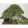 Pinus parviflora pentaphylla I-8321 vista 2