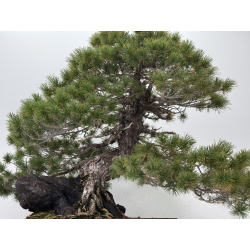 Pinus parviflora pentaphylla I-8321 vista 3