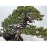 Pinus parviflora pentaphylla I-8321 vista 3