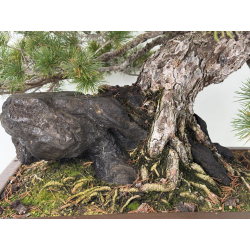 Pinus parviflora pentaphylla I-8321 vista 4