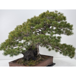 Pinus parviflora pentaphylla I-8321 vista 5