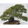 Pinus parviflora pentaphylla I-8321 vista 5