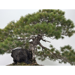 Pinus parviflora pentaphylla I-8321 vista 6