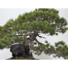 Pinus parviflora pentaphylla I-8321 vista 6