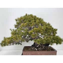 Pinus parviflora pentaphylla I-8321 vista 7