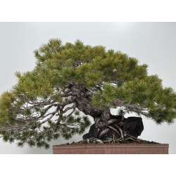 Pinus parviflora pentaphylla I-8321 vista 8