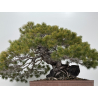 Pinus parviflora pentaphylla I-8321 vista 8