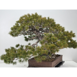 Pinus parviflora pentaphylla I-8321 vista 9