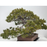 Pinus parviflora pentaphylla I-8321 vista 9