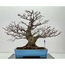 Styrax japonica I-7221