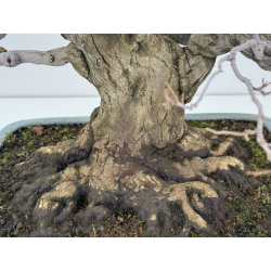 Styrax japonica I-7221 view 3