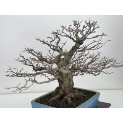 Styrax japonica I-7221 view 4