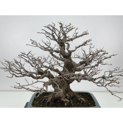 Styrax japonica I-7221 view 5