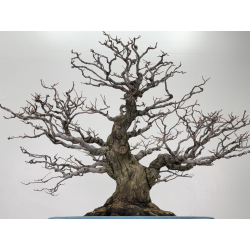 Styrax japonica I-7221 view 7