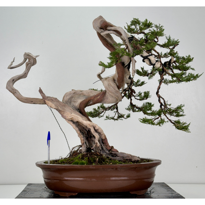 Juniperus sabina A01622