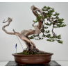 Juniperus sabina -sabina rastrera- A01622