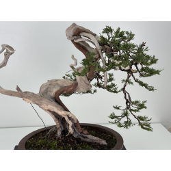 Juniperus sabina -sabina rastrera- A01622 vista 2