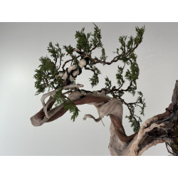 Juniperus sabina A01622 view 3