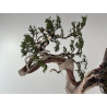 Juniperus sabina -sabina rastrera- A01622 vista 3