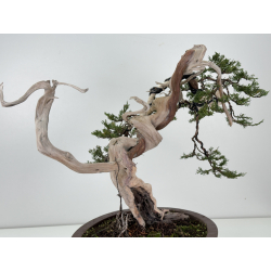 Juniperus sabina A01622 view 4