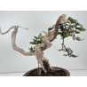 Juniperus sabina -sabina rastrera- A01622 vista 4