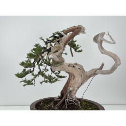 Juniperus sabina A01622 view 5